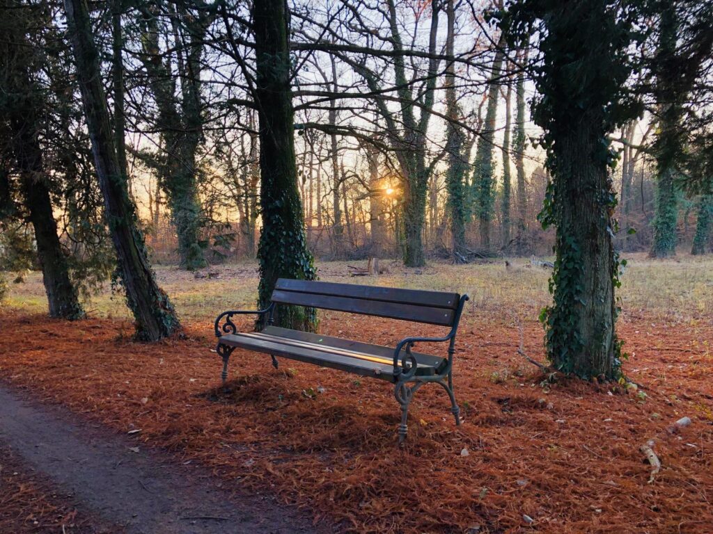 Leere Parkbank zwischen Herbstbäumen im Abendlicht